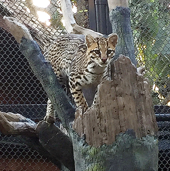 An ocelot perched on a sculpted concrete dead tree branch, looking directly at the camera