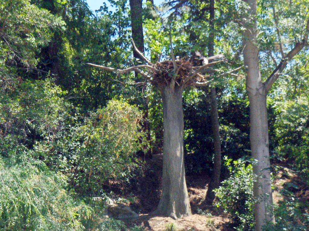 Sculpted concrete tree trunks rising into a real forest canopy