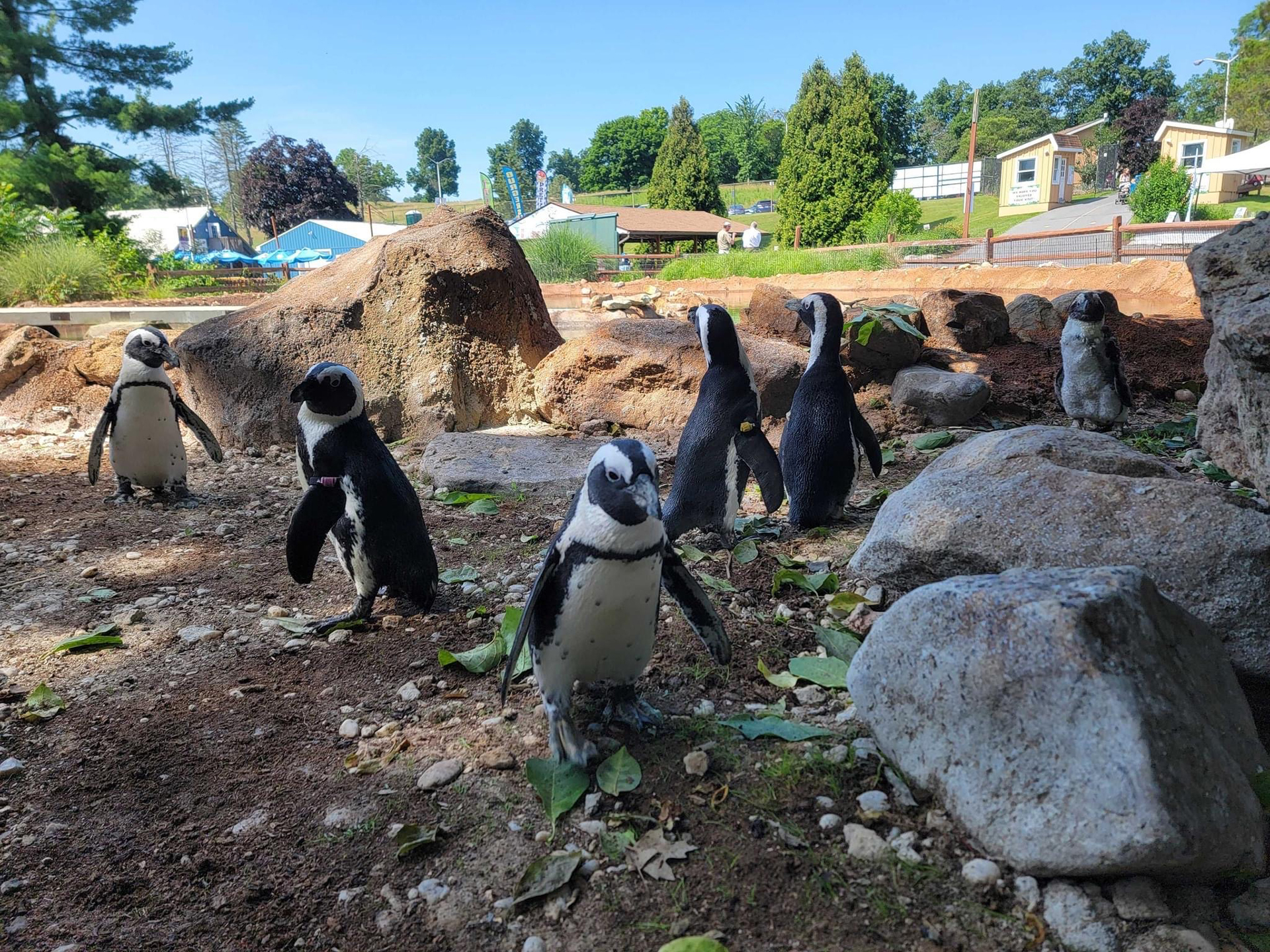 African penguins among concrete rock formations