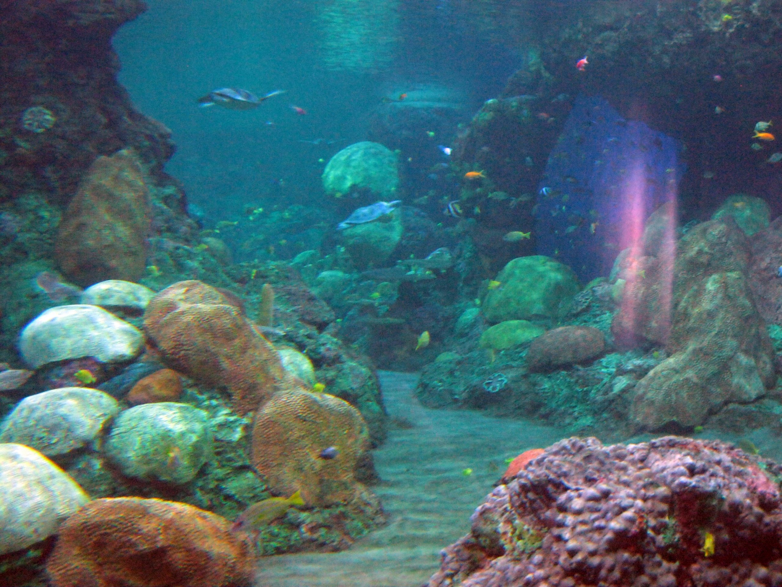 Underwater aquarium exhibit with coral and tropical fish
