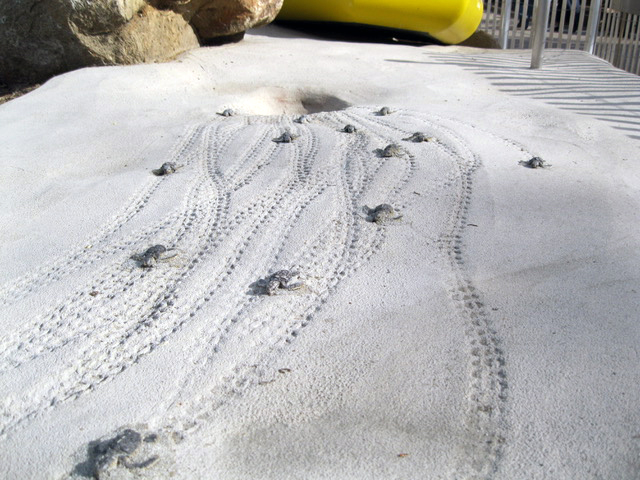 Simulated sea turtle hatchery exhibit