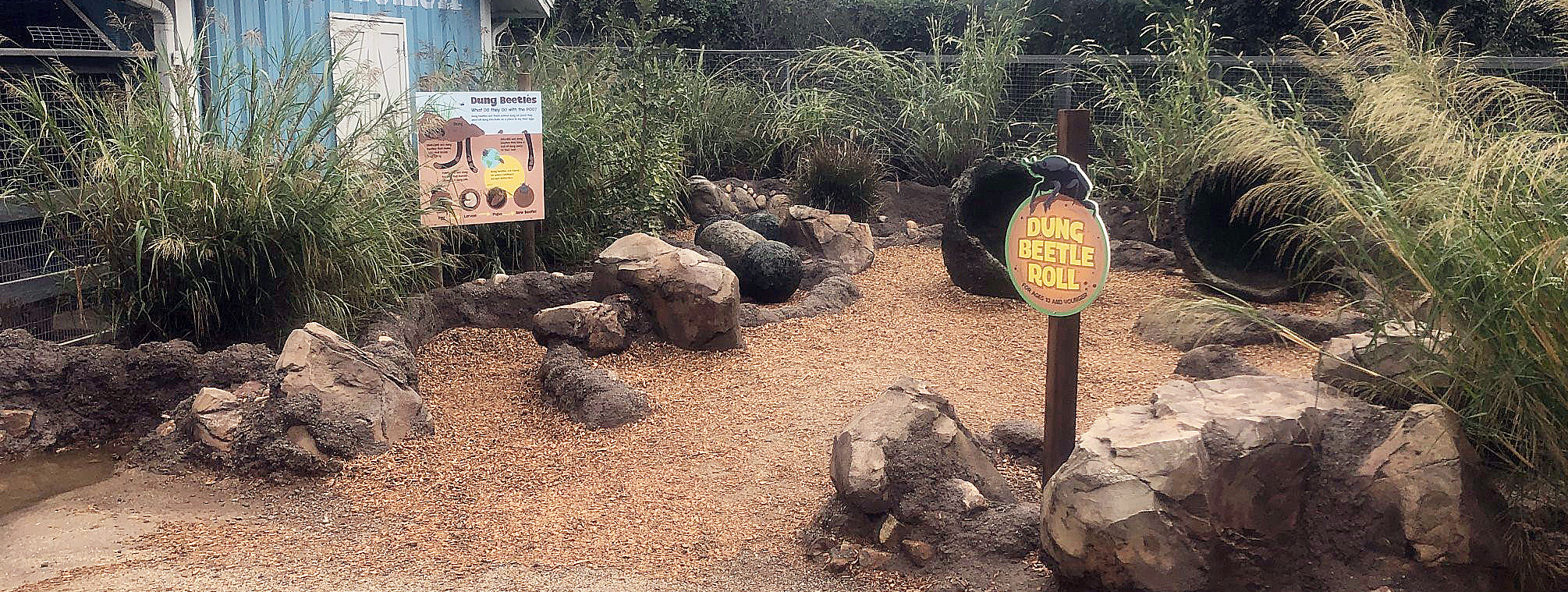 Zoo exhibit pathway with dung beetle ball formations